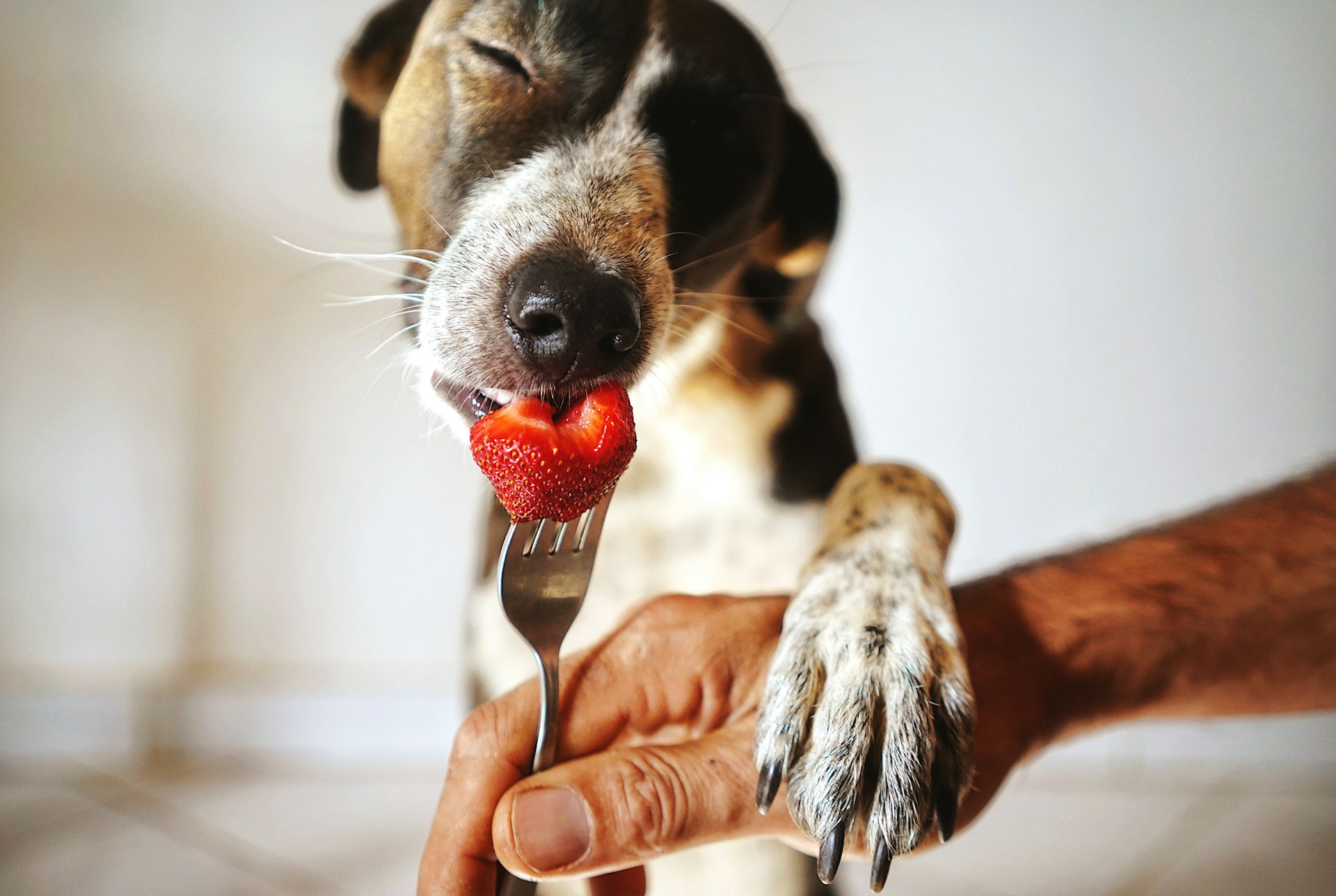What Fruit Is Bad for Dogs