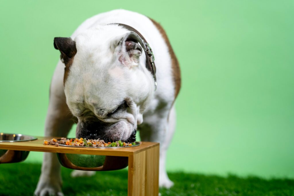 Can Adult Dogs Eat Puppy Food