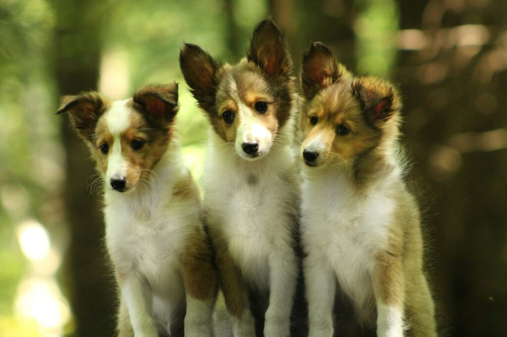 What Dog Breed is Easy to Train