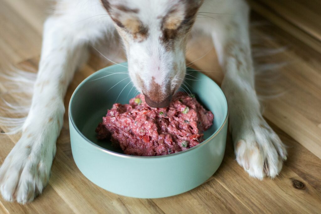 What Dog Food Is High in Protein