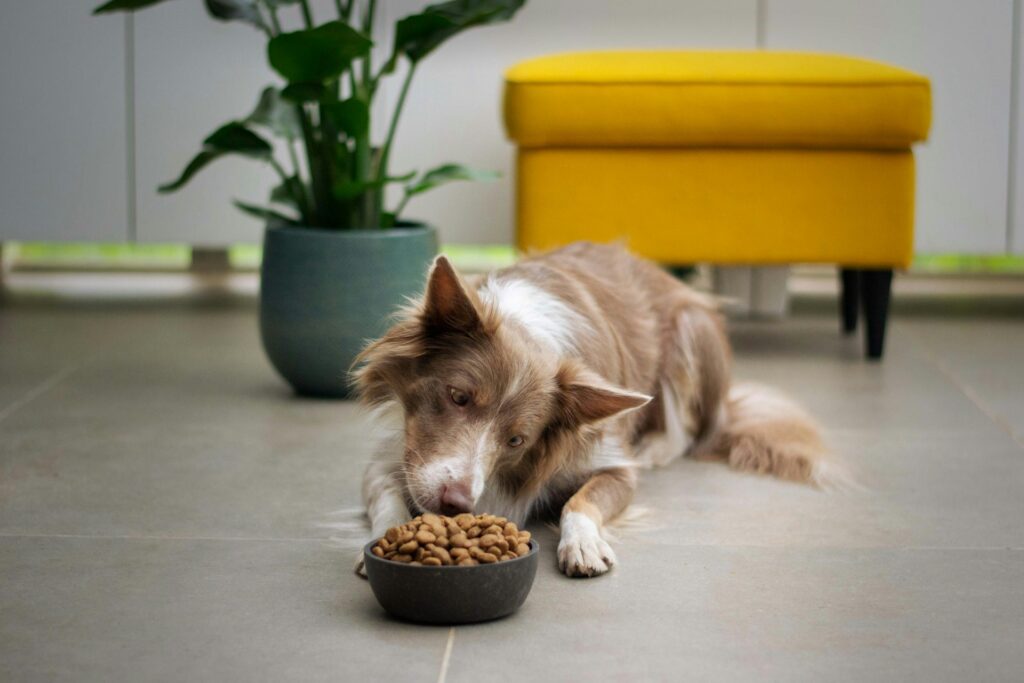 Can Adult Dogs Eat Puppy Food