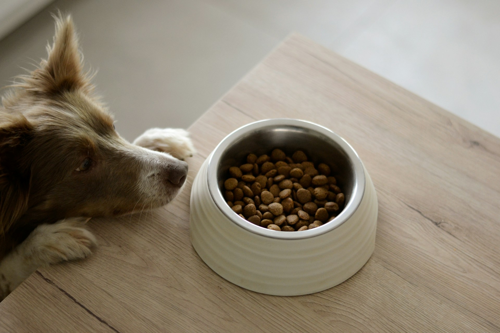 What Dog Food Is High in Protein: A Comprehensive Guide