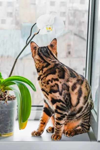 Are Bengal Cats Difficult Pets? A Comprehensive Guide