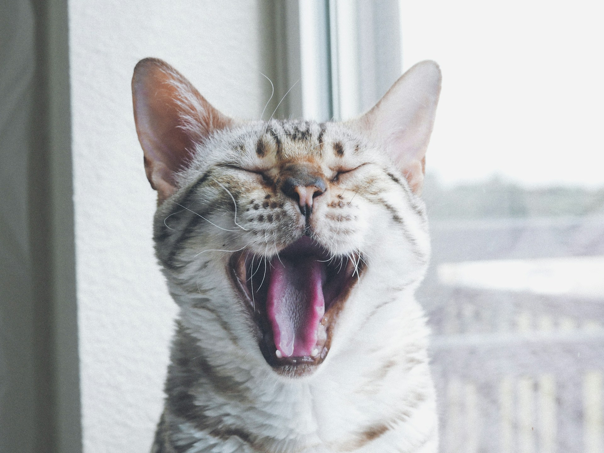 How Many Adult Teeth Do Cats Have? Complete Guide to Feline Dentition