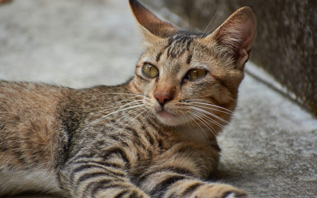 Bengal Cat Cost
