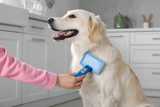 What Is Brush Dog Grooming? Complete Guide for Pet Owners
