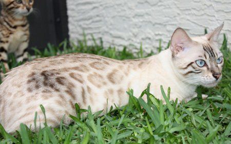 What is White Bengal Cat? Rare, Elegant, Snowy Feline Explained