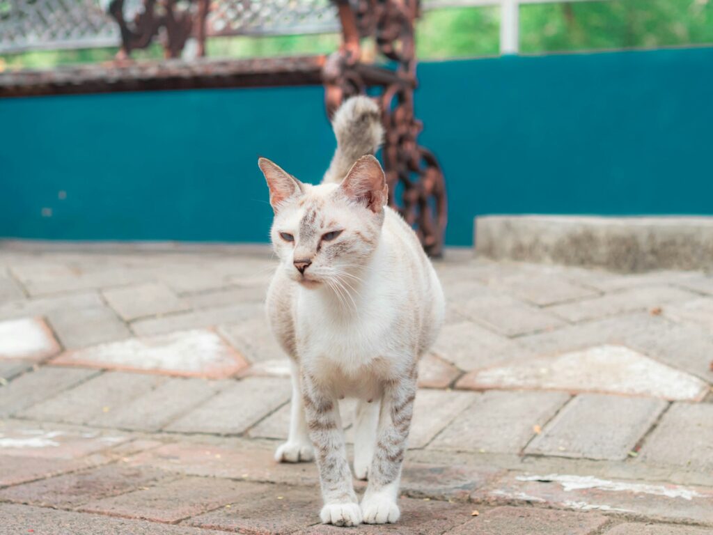 White Bengal Cat