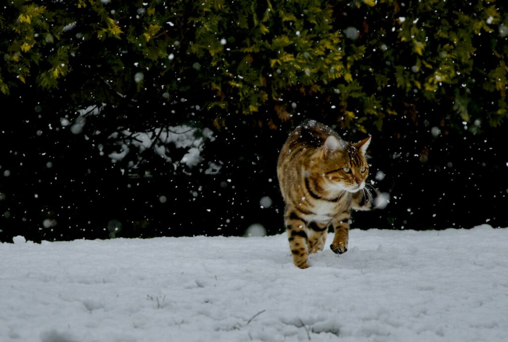 Are Bengals Illegal in California