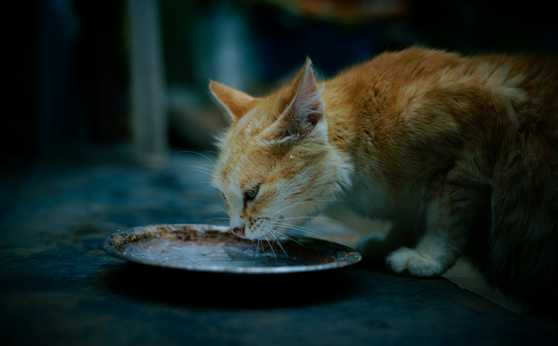 How Long Can Cats Survive Without Food?