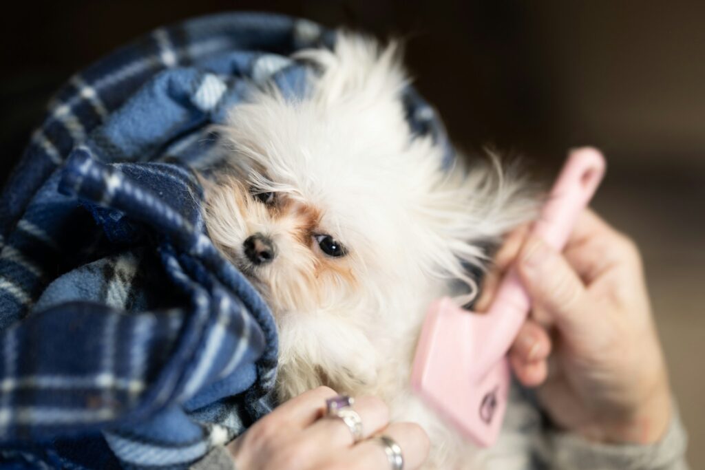 Types of Dog Brushes