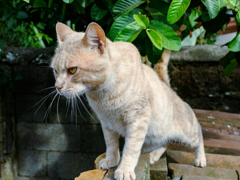 White Bengal Cat