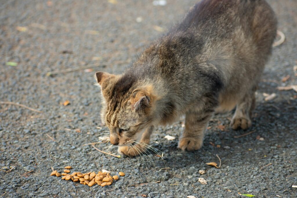 How Long Can Cats Survive Without Food