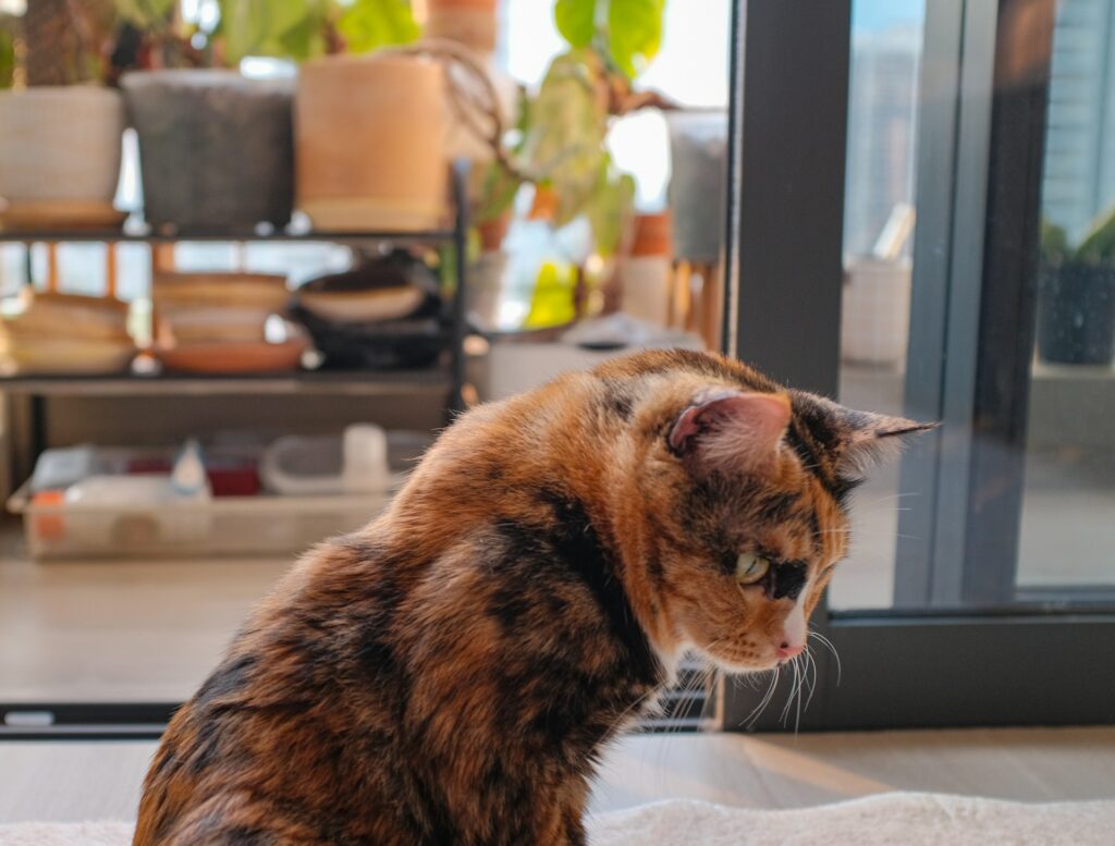 Are Bengals Illegal in California