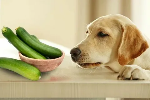 Can Dogs Eat Cucumbers