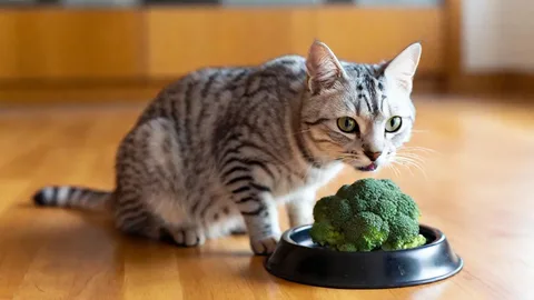 Can Cats Eat Broccoli? A Complete Guide for Pet Owner