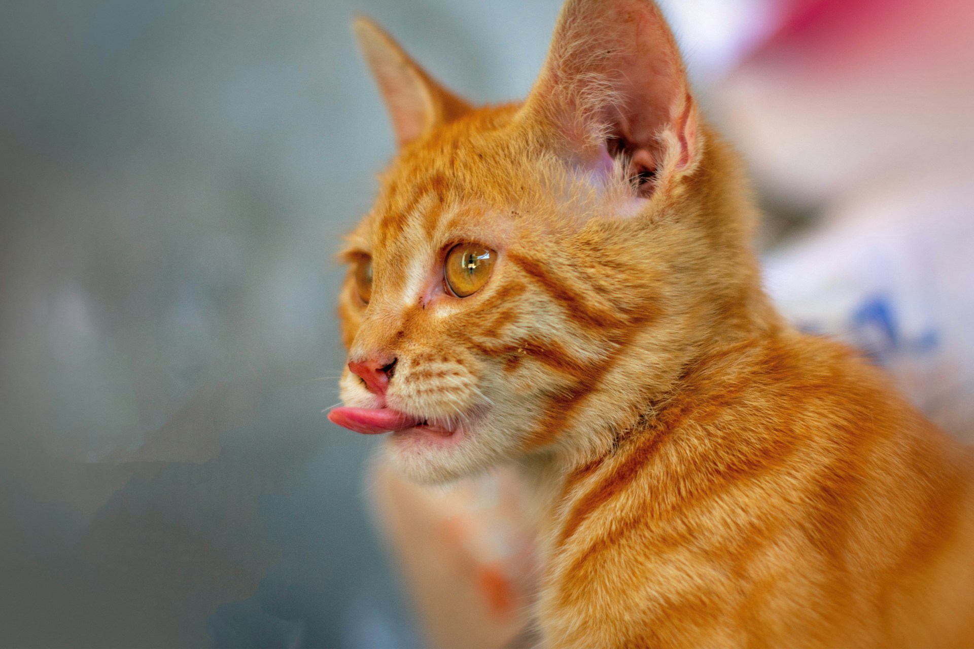 Are Bengals Illegal in California? A Complete Guide