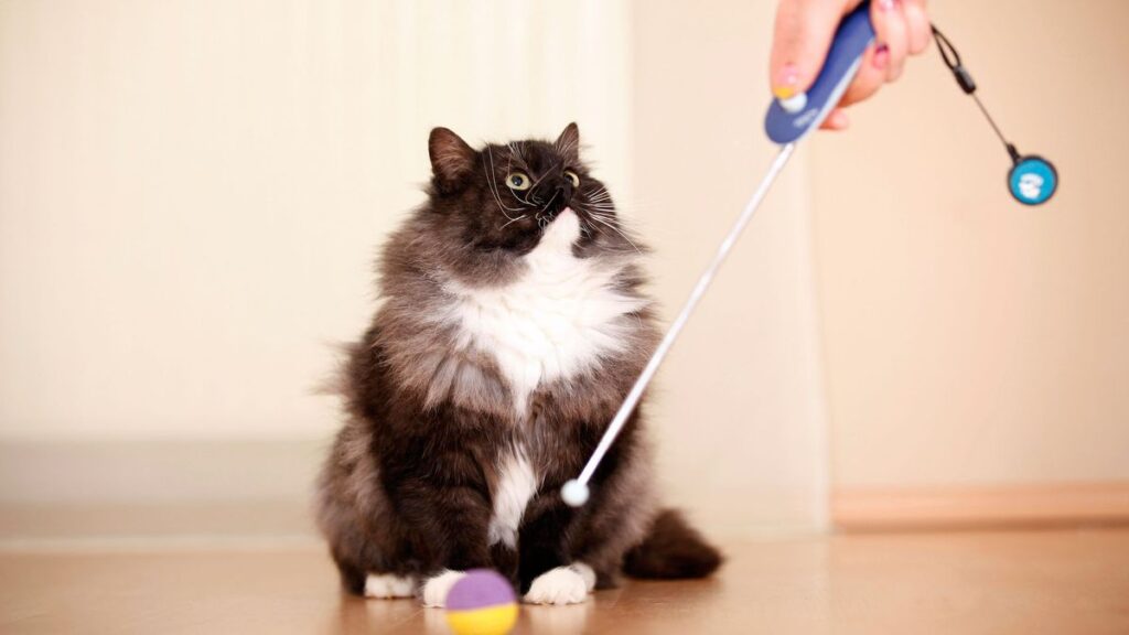 Clicker Training for Cats