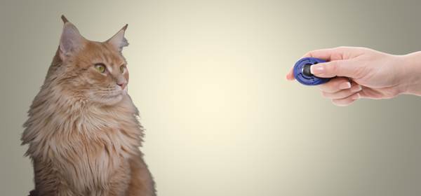 Clicker Training for Cats Guide, Benefits and Tips