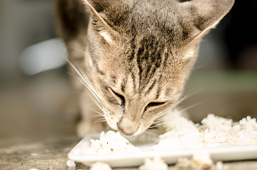 Can Cats Eat Rice