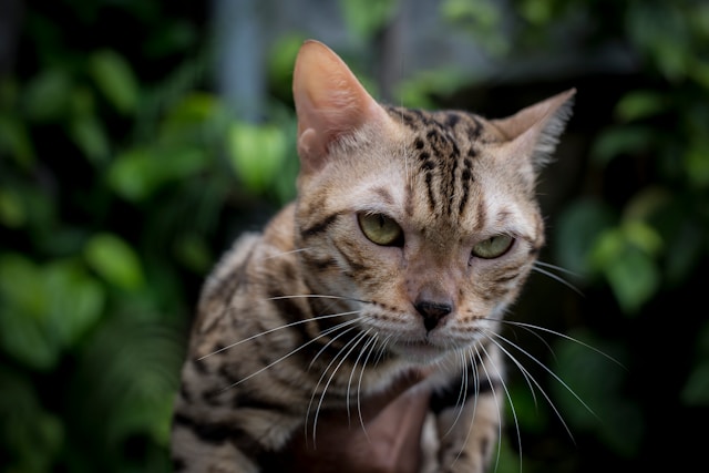 Will Bengal Cats Kill Other Cats