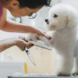 Dog Grooming Scissors: Complete Guide for Pet Owners and Professionals