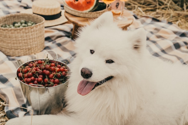 Can Dogs Eat Blueberries