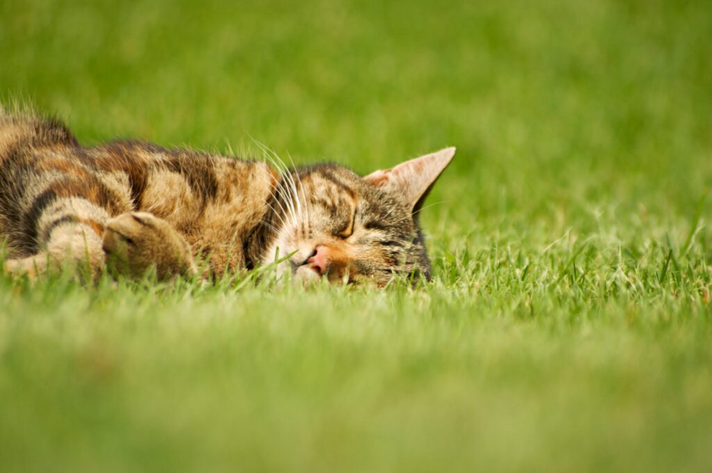 Benefits of Clicker Training Your Cat