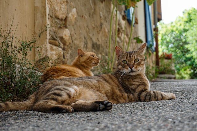 Will Bengal Cats Kill Other Cats