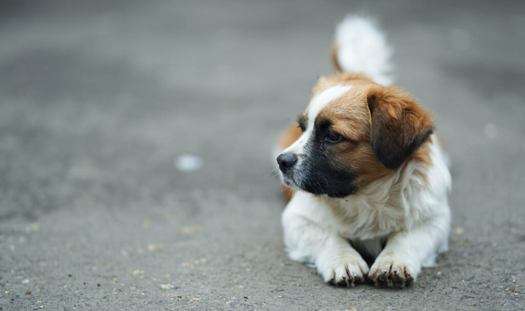 St Bernard Dog