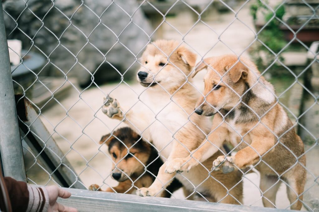 Advantages of Animal Shelters