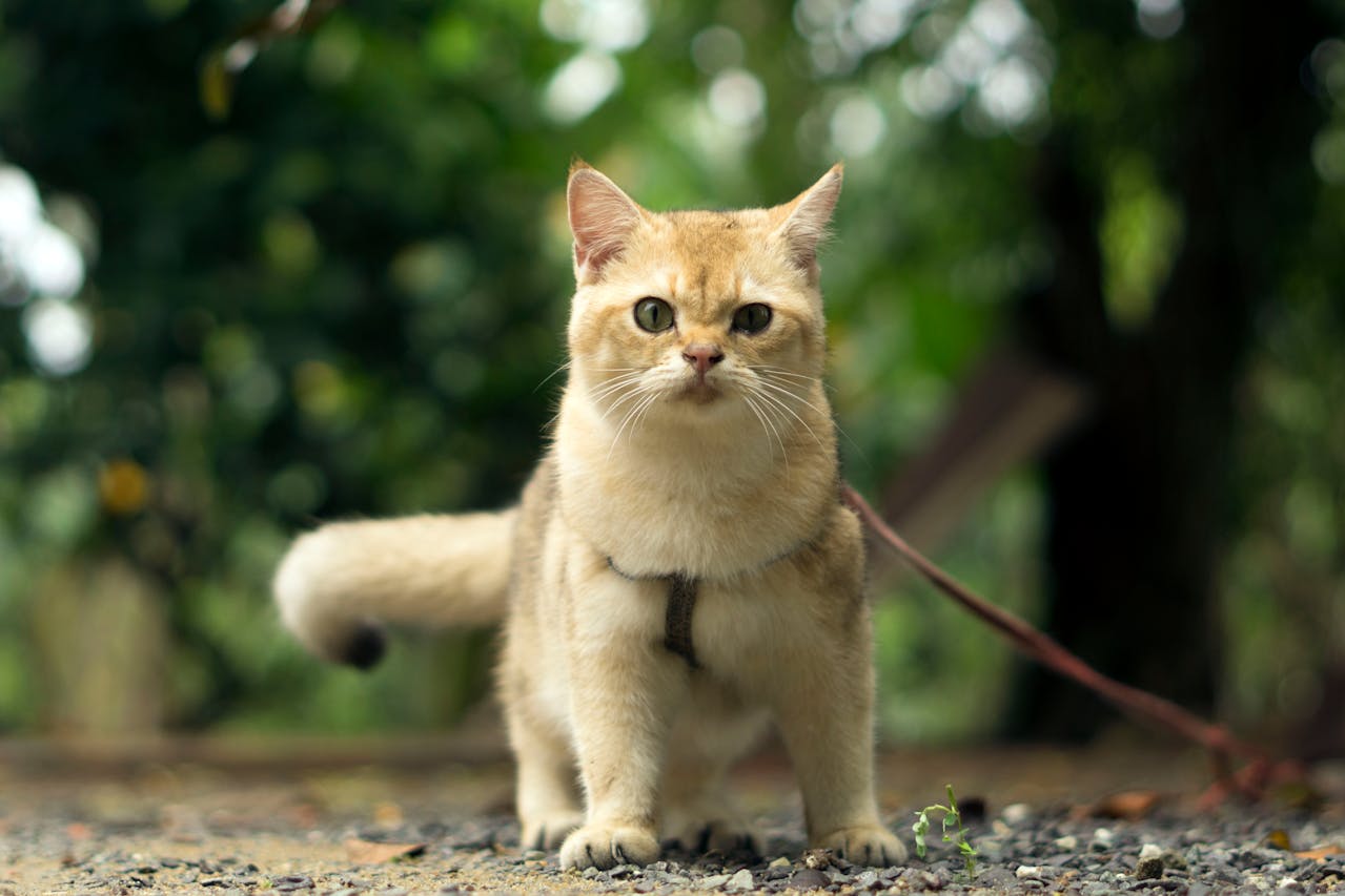 Can You Train a Cat
