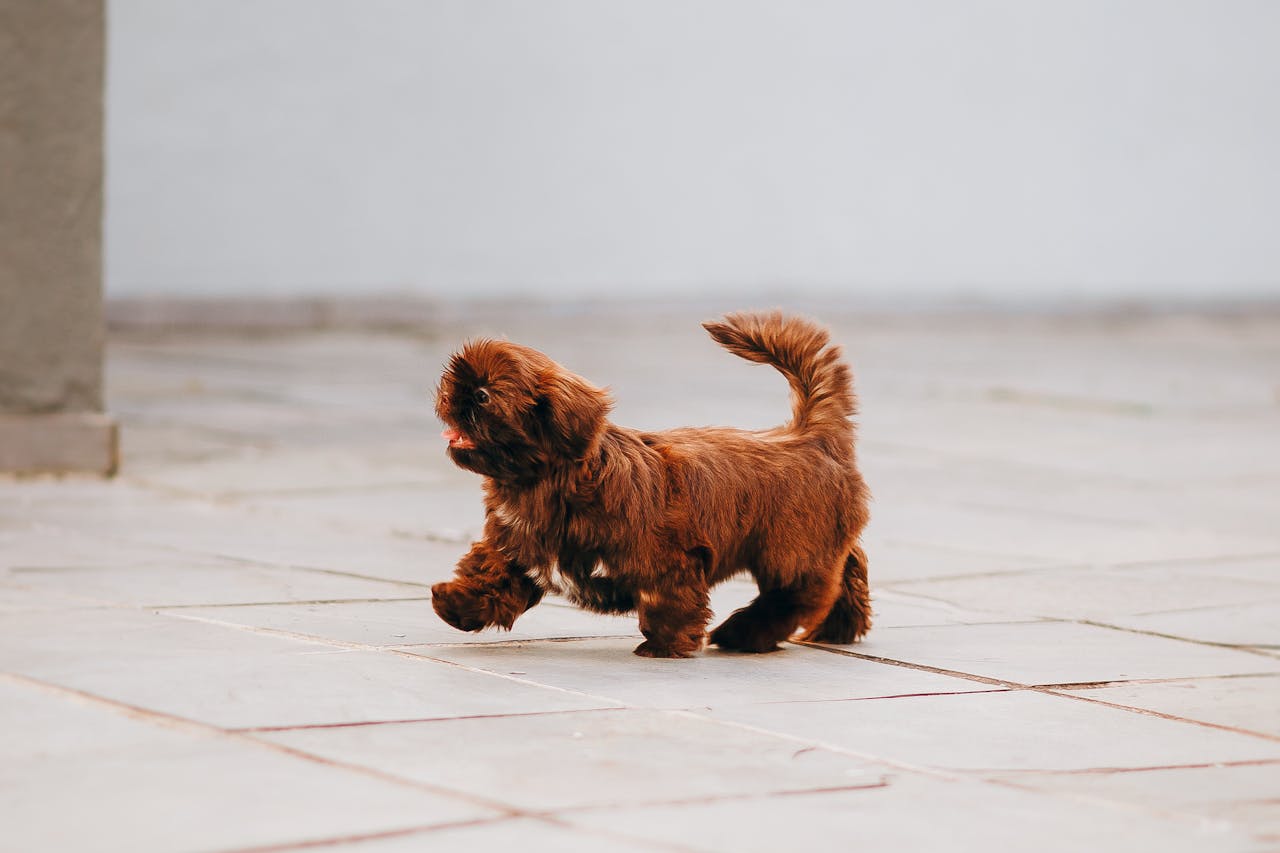 What Dogs Live the Longest