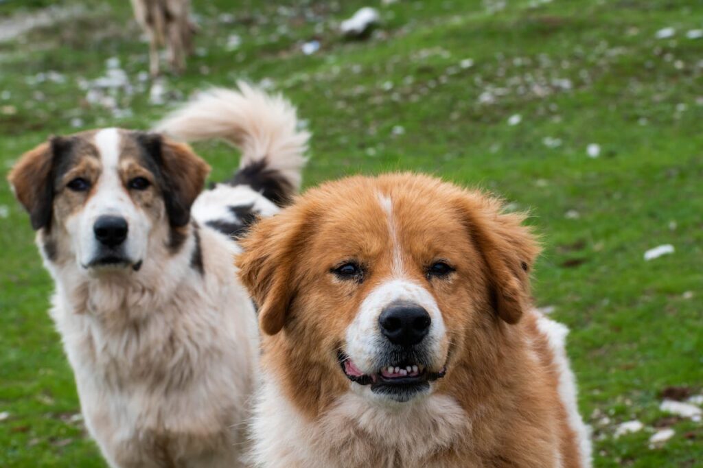 St Bernard Dog