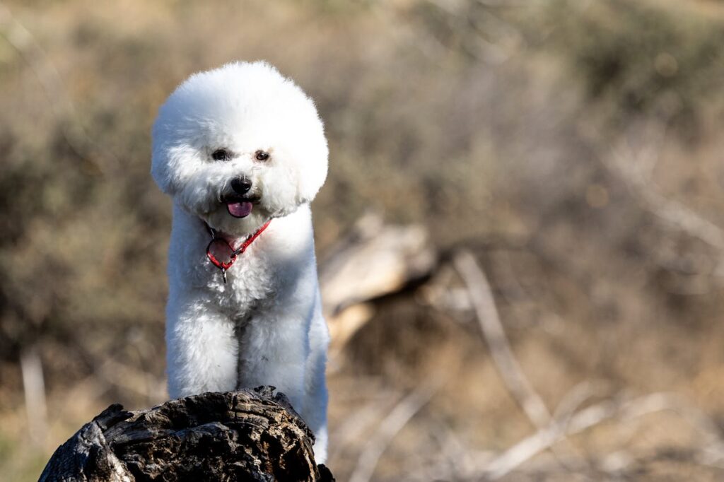 What Dogs Live the Longest