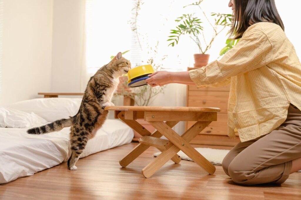 Can You Train a Cat