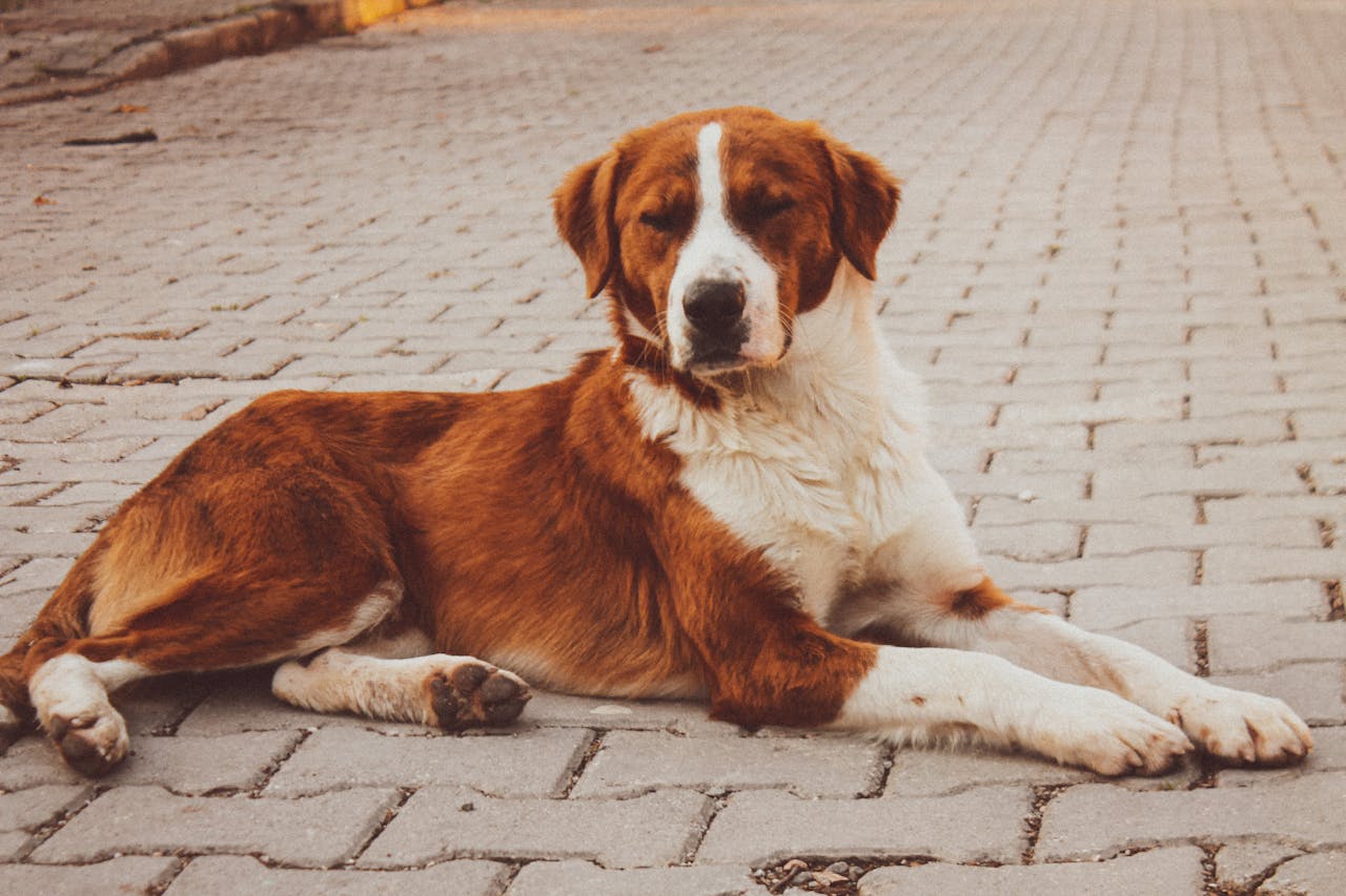 Complete Guide to St Bernard Dog Breed Info