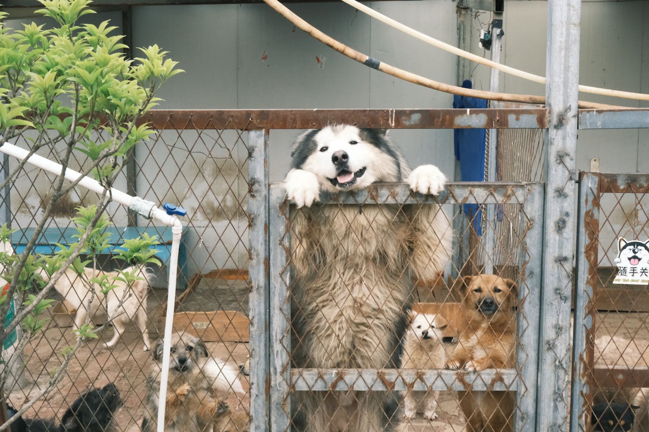 Animal Shelters: Types & Importance Guide