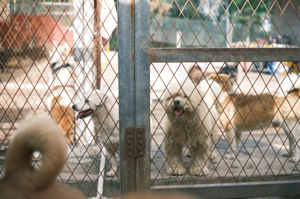 Advantages of Animal Shelters