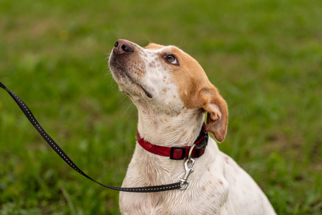 Best Dog Training Collars
