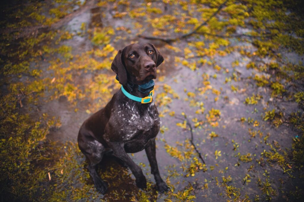 Best Dog Training Collars