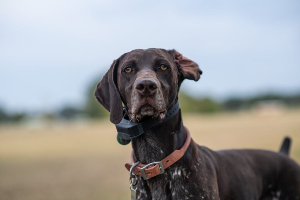 Best Dog Training Collars