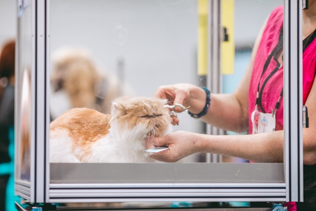 Dog Grooming Scissors