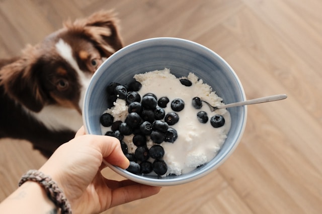 Can Dogs Eat Blueberries? A Complete Easy Guide