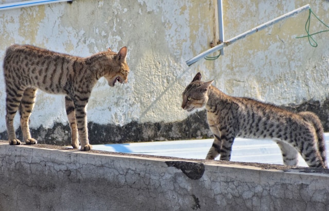 Will Bengal Cats Kill Other Cats