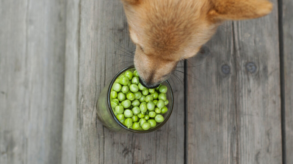 Can Puppies Eat Peas