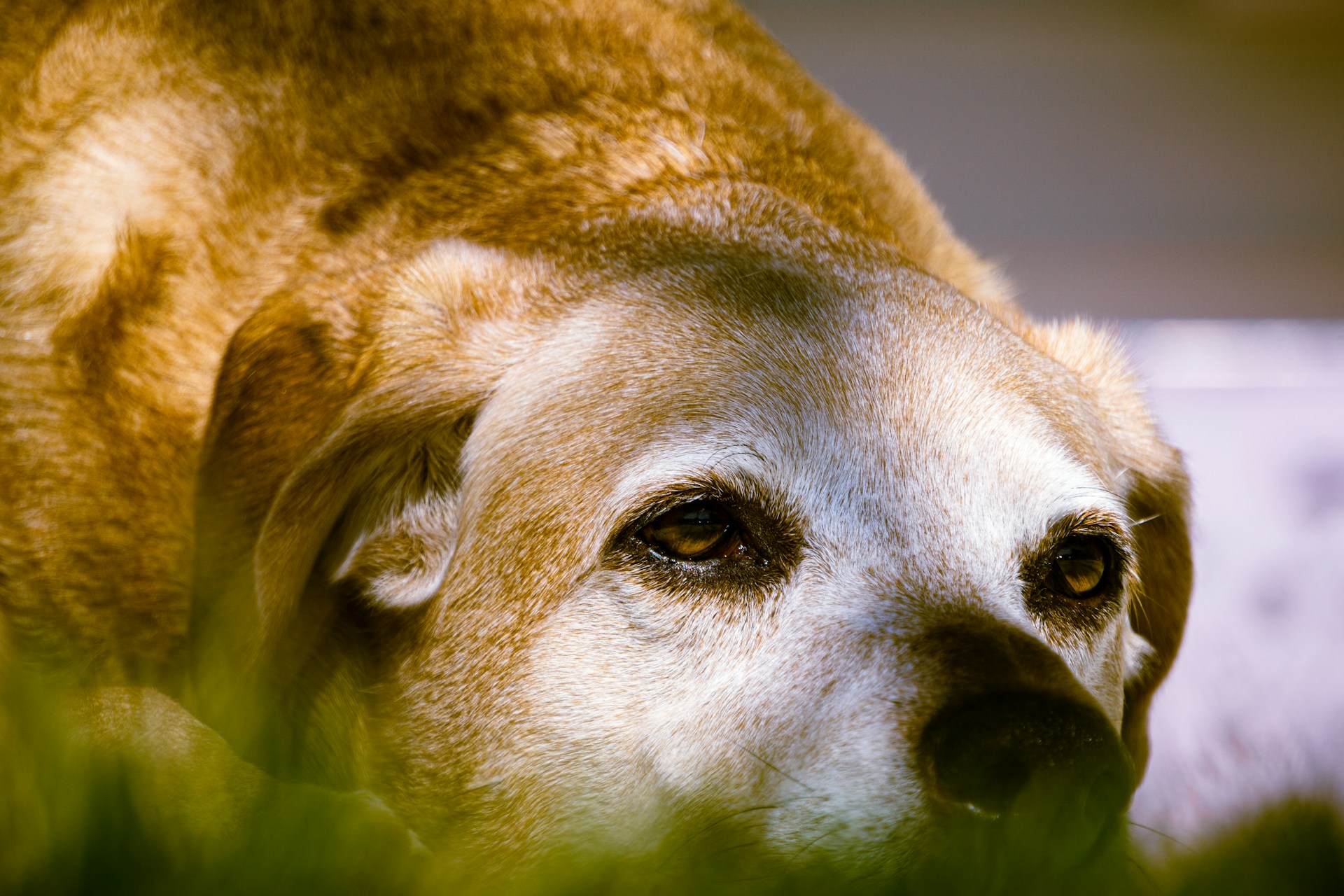 When Senior Dogs Won’t Eat: Causes, Warning Signs
