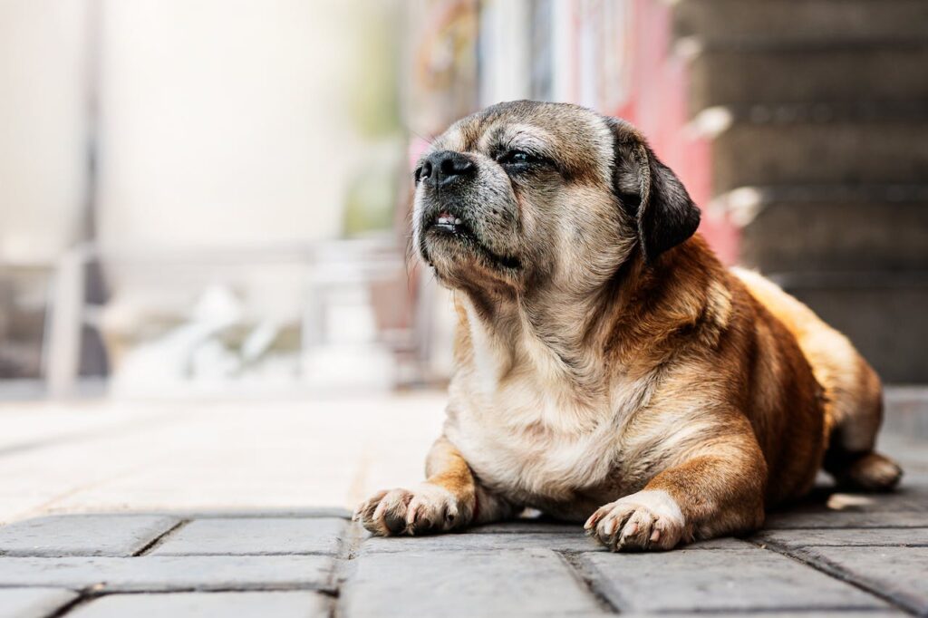 When Senior Dogs Won’t Eat