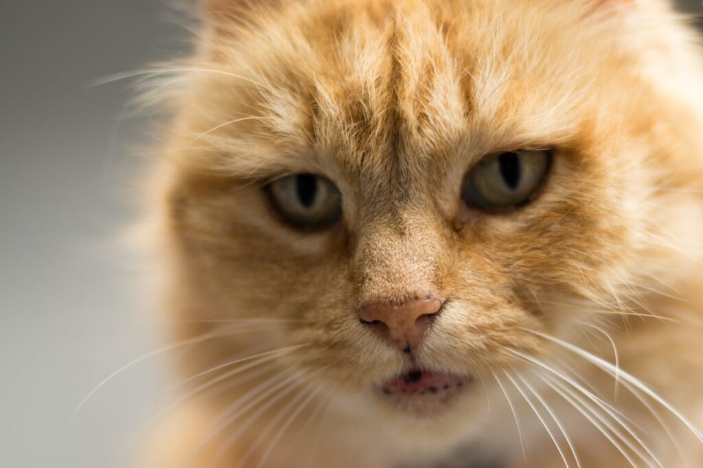Are Senior Cats More Vocal