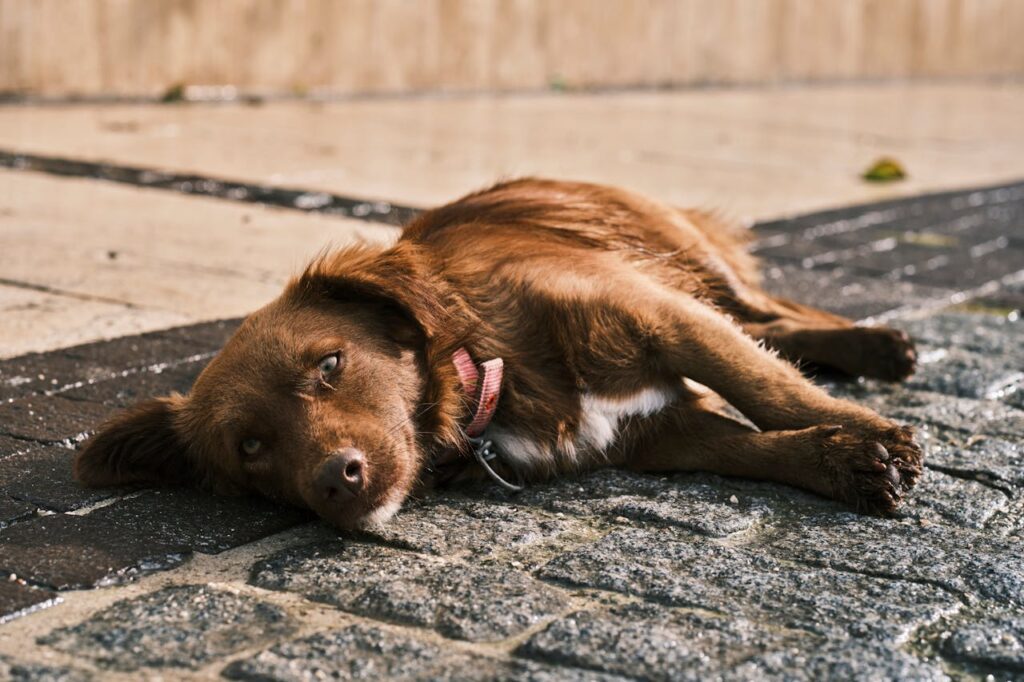 How Do Dogs Get Worms